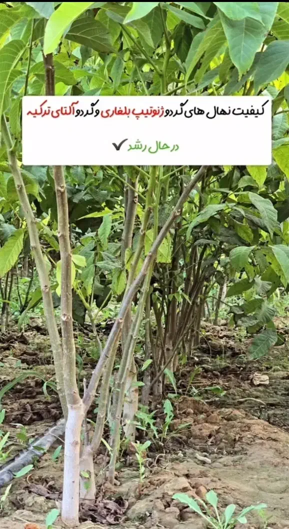 پیش فروش نهال به قیمت پارسال خرید کنید|خدمات باغبانی و درختکاری|میاندوآب, |دیوار