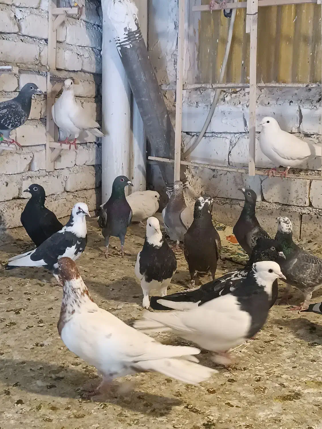 کبوتر کفتر برای نوبازی|پرنده|طرقبه, |دیوار