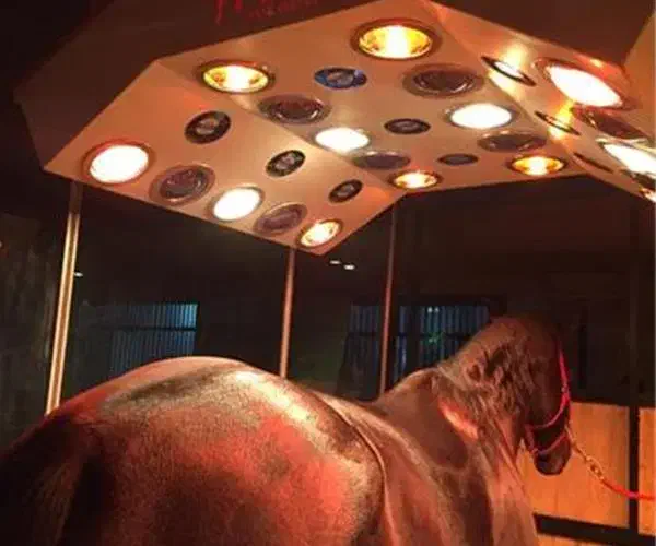 سولاریوم سولار اسب|اسب و تجهیزات اسب‌سواری|رودهن, |دیوار