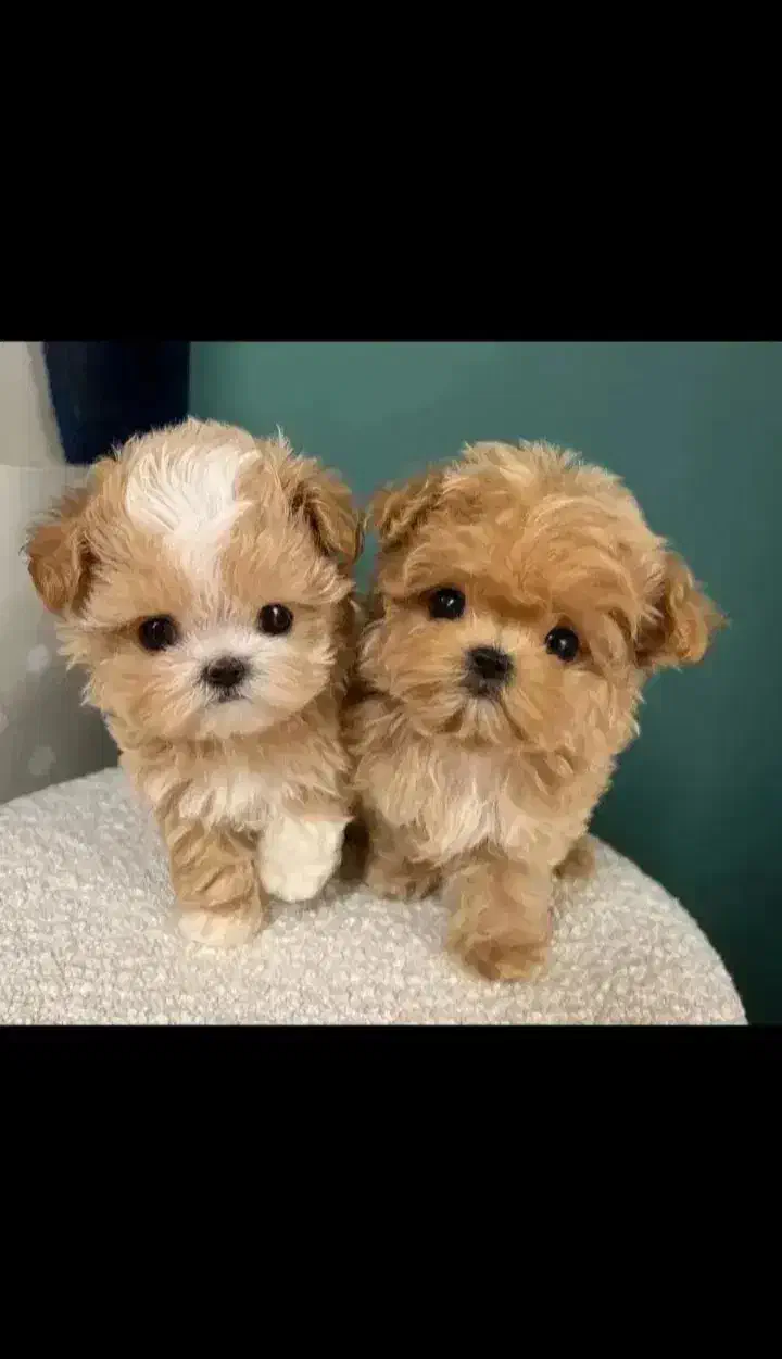 پودل عروسکی|سگ|شیراز, دکتر حسابی|دیوار