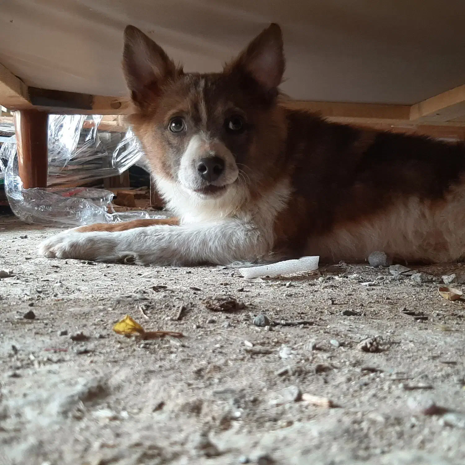 سگ گمشده|حیوانات|مشهد, شهید قربانی|دیوار