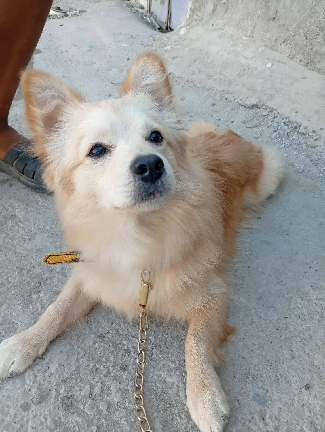 سگ اشپیز پامر|سگ|بندرعباس, |دیوار