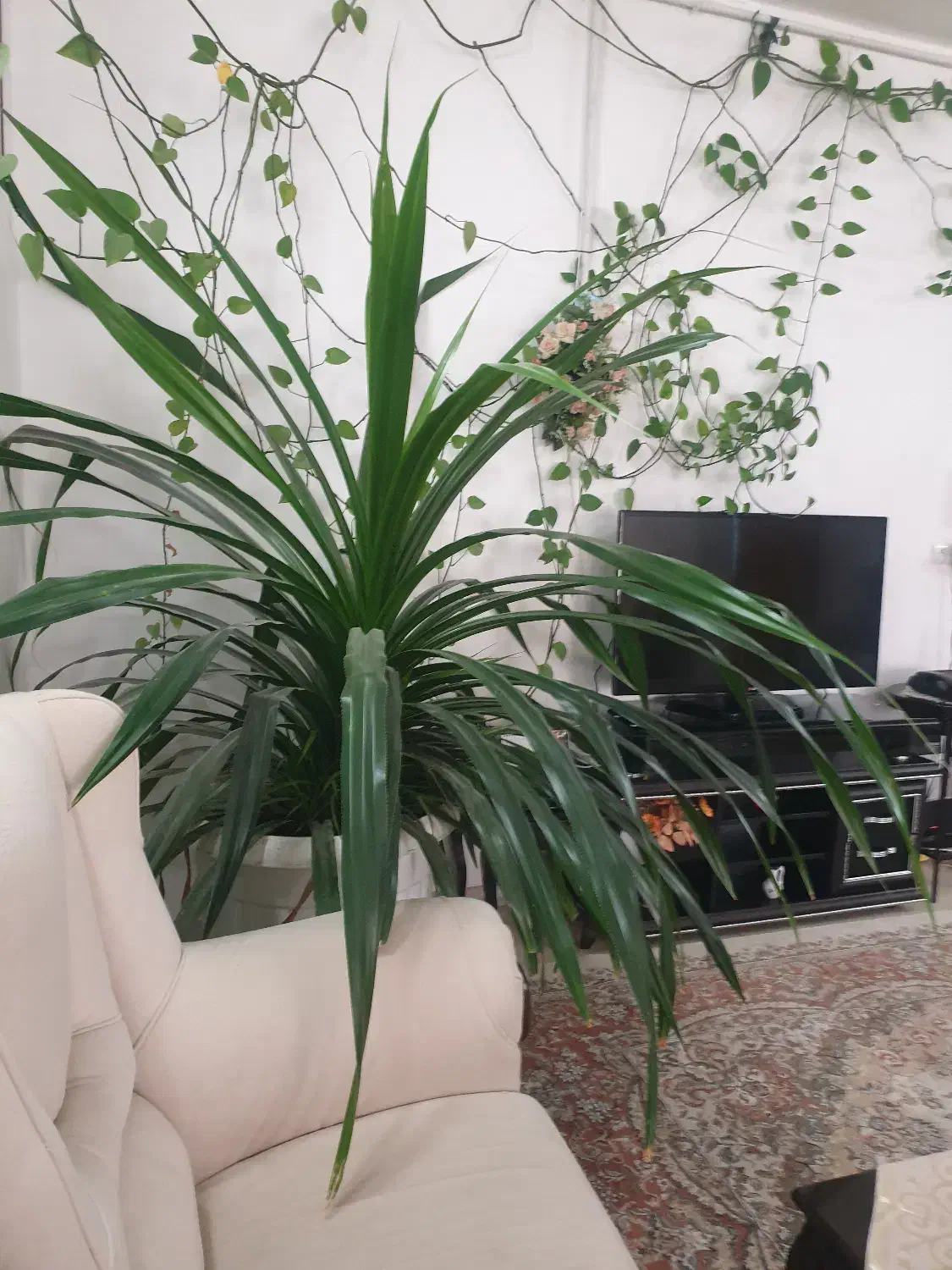 گل طبیعی پاندانوس بلک|گل و گیاه طبیعی|محلات, |دیوار