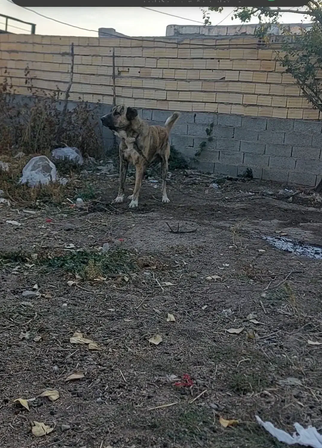 سگ سرابی قد۸۰|سگ|اردبیل, |دیوار