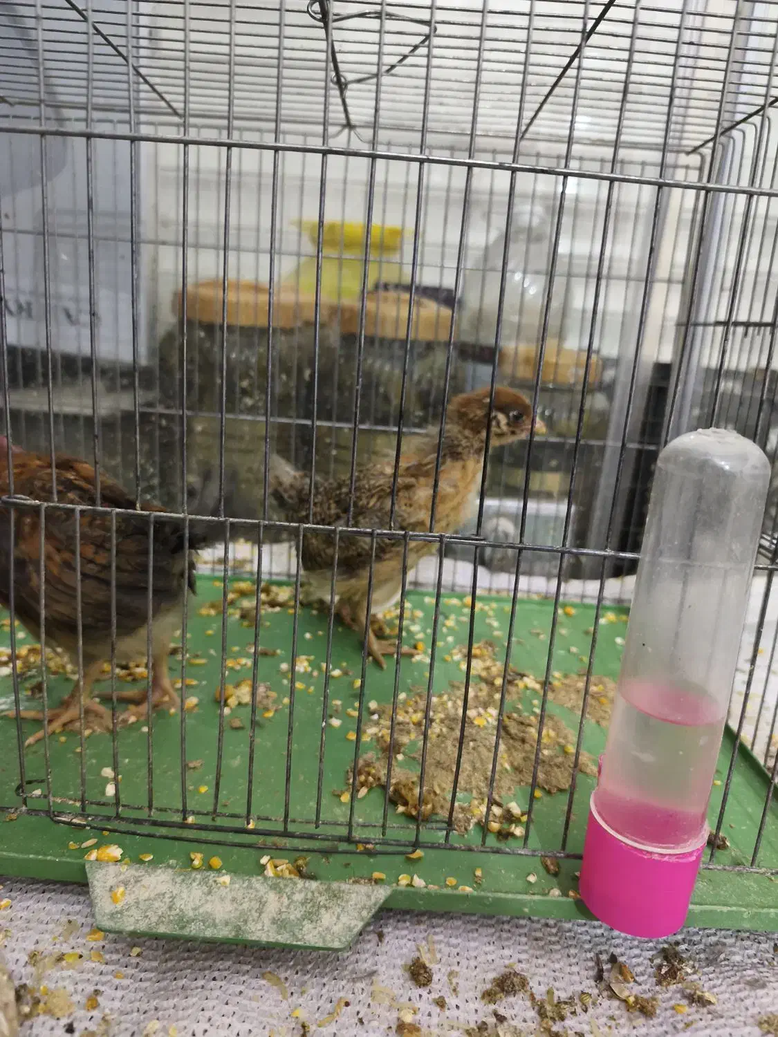 جوجه مرغ و خروس|حیوانات مزرعه|خمینی‌شهر, |دیوار