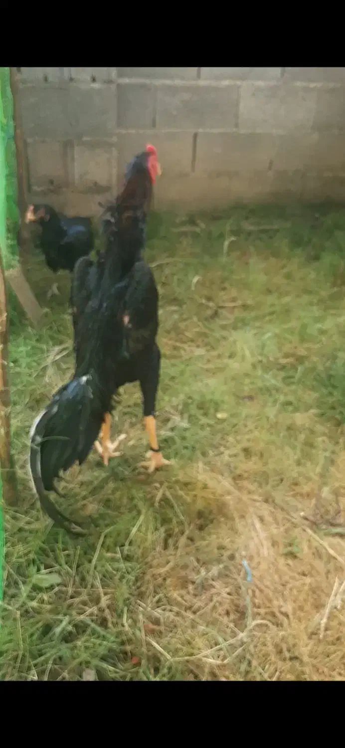 جوجه اوشامو|حیوانات مزرعه|رشت, عینک|دیوار