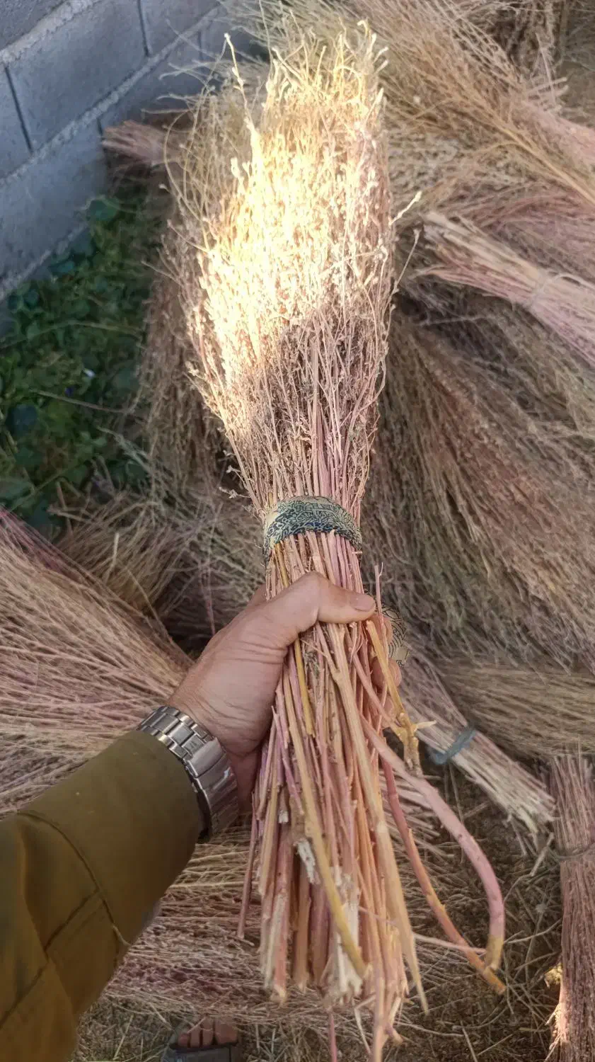 جارو چغندری دسته ای|خدمات باغبانی و درختکاری|لردگان, |دیوار