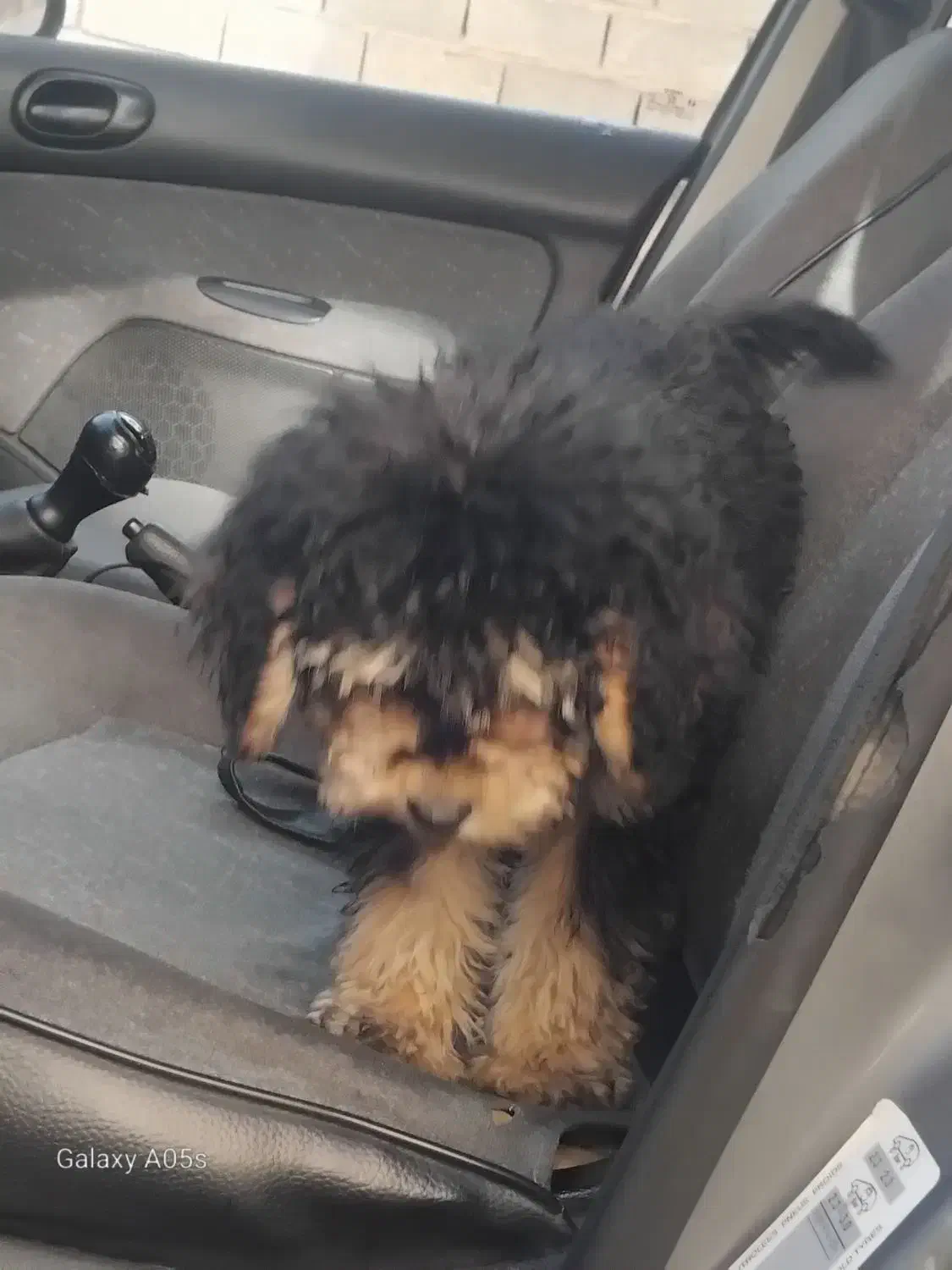 سگ خانگی|سگ|تهران, شهران شمالی|دیوار