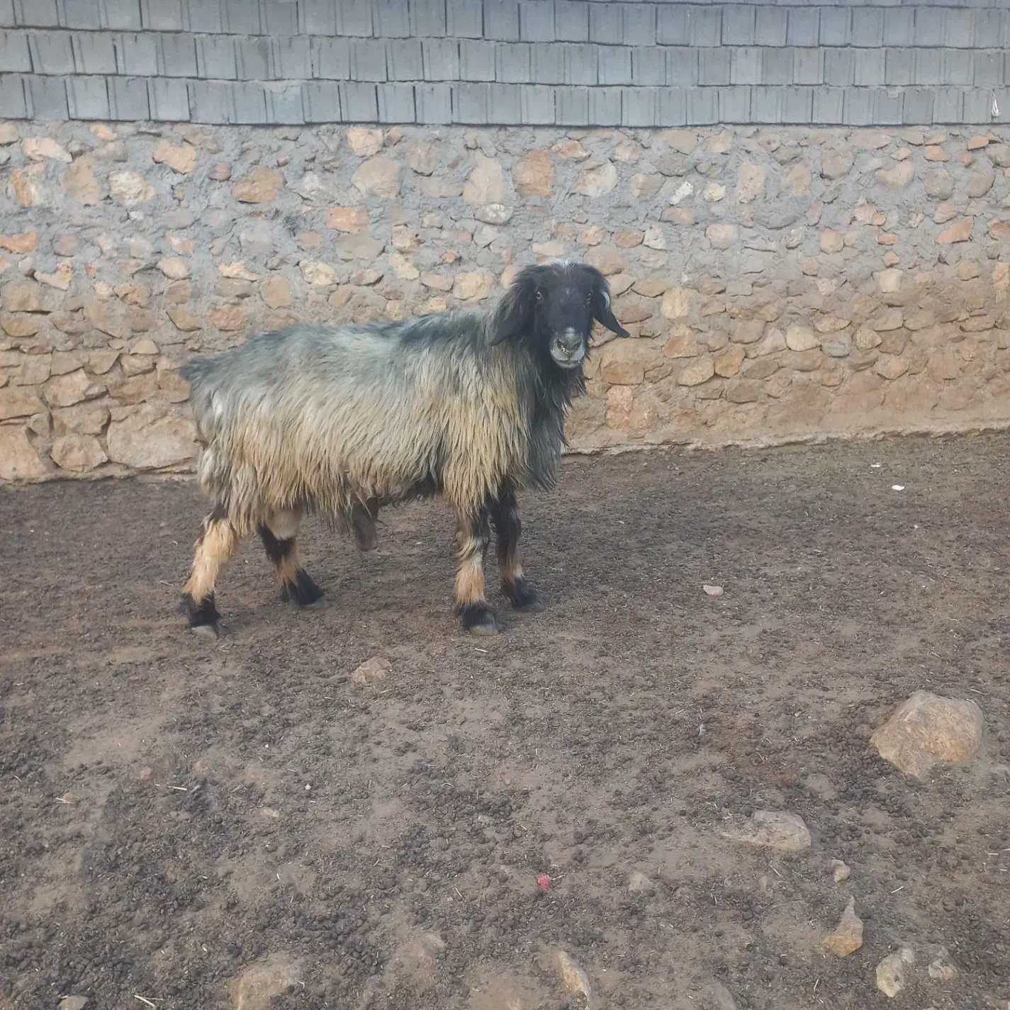 قوچ|حیوانات مزرعه|دهدشت, |دیوار