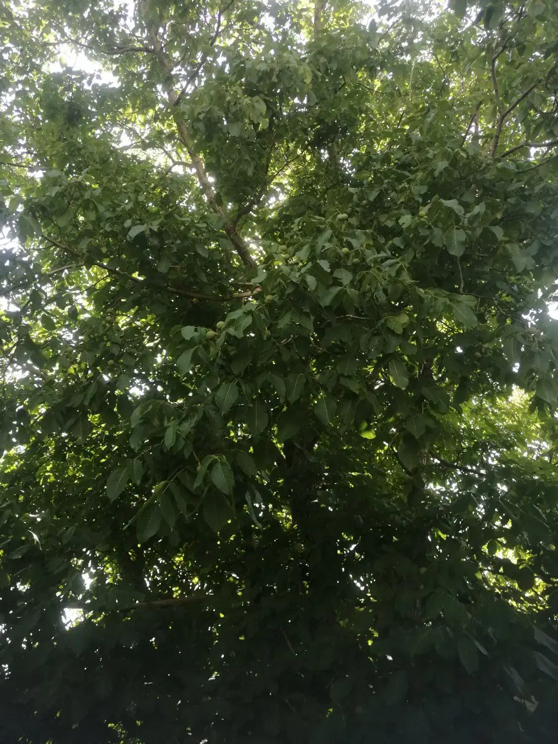 اجاره خونه چغاخور درروستای سیوک|اجارهٔ خانه و ویلا|بروجن, |دیوار
