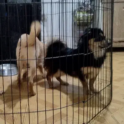 دوتا توله اشپیتز یکی نر یکی ماده|سگ|فردیس, شهرک ارم|دیوار