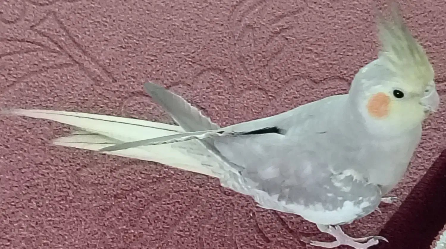 عروس هلندی|پرنده|نجفآباد, یزدانشهر|دیوار