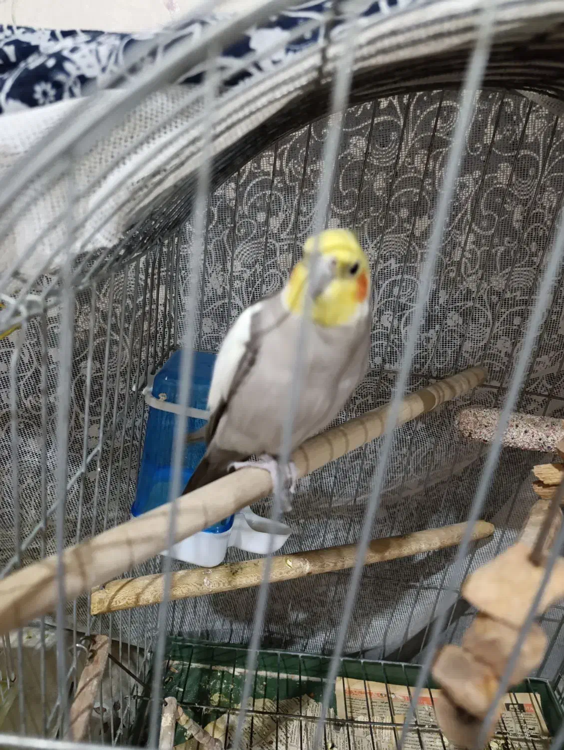 فروش عروس هلندی نرو ماده|پرنده|ری, ظهیرآباد|دیوار