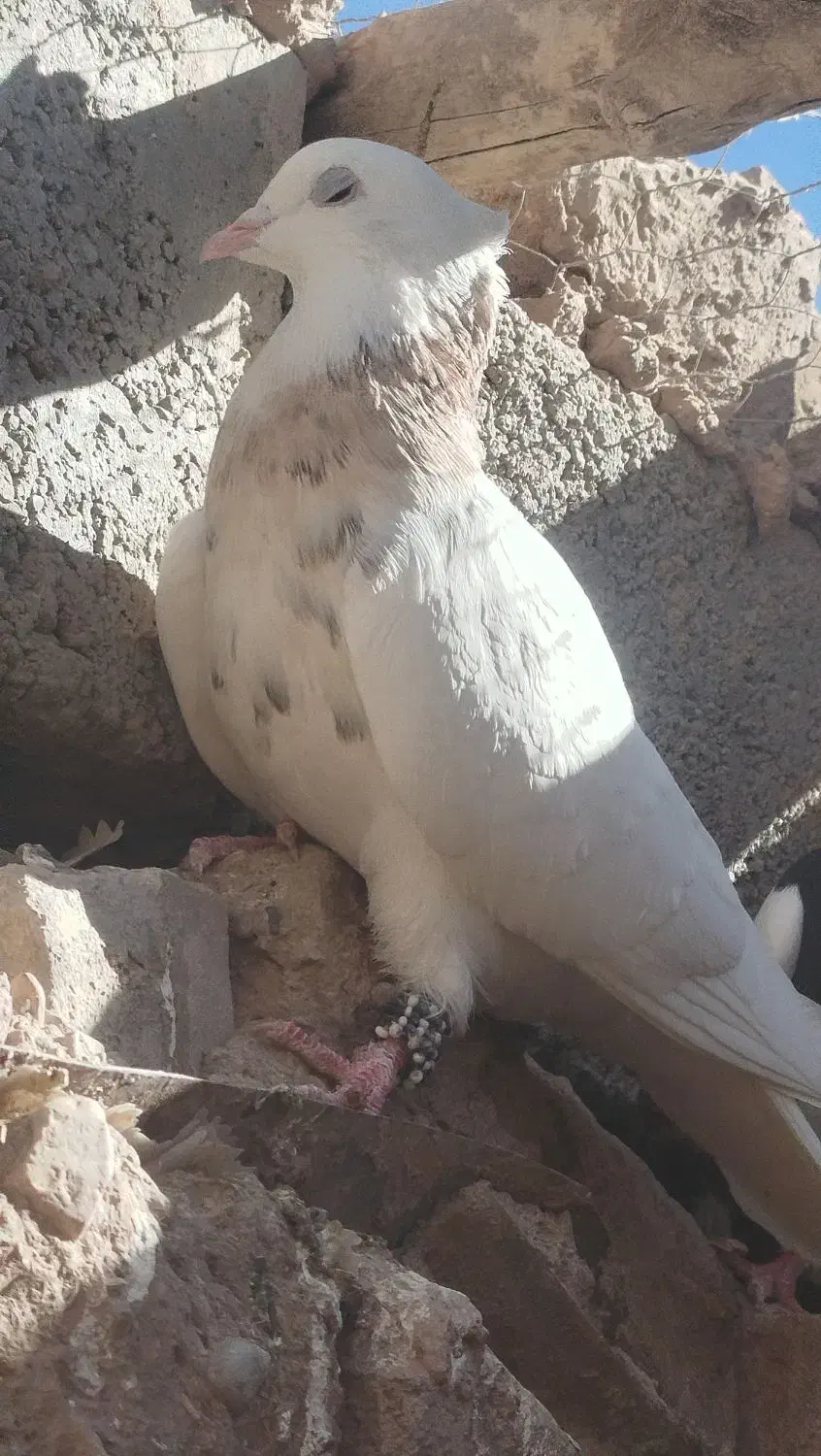 کبوتر ماده طوق اجری خال سیاه|پرنده|کوهبنان, |دیوار