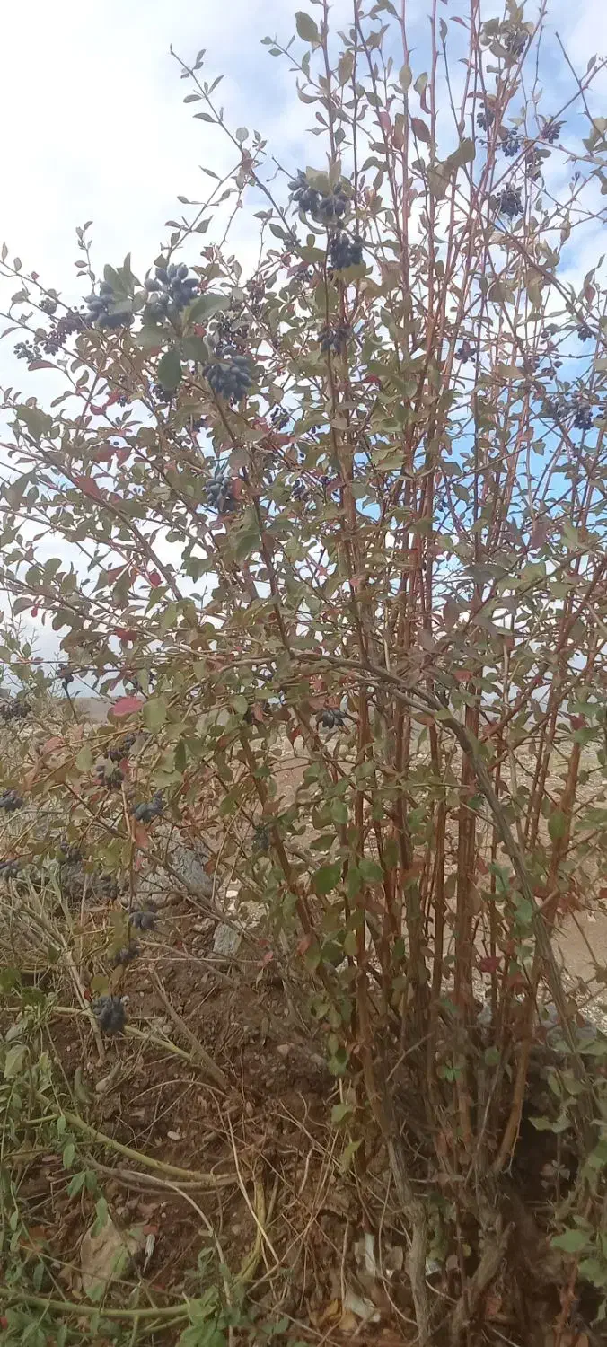 نهال زرشک سیاه بی دانه (تیل)|خدمات باغبانی و درختکاری|تسوج, |دیوار