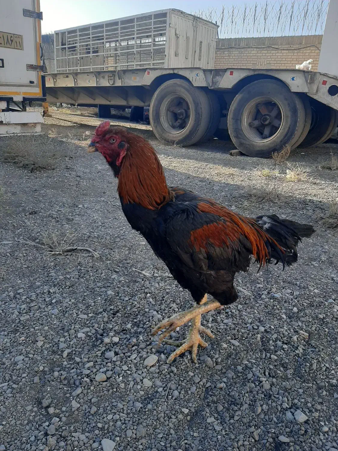 حیوانات خروس لاری|حیوانات مزرعه|اسلامشهر, ملکآباد|دیوار