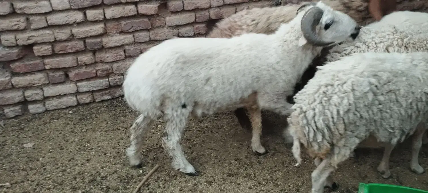 بره چاق|حیوانات مزرعه|بم, |دیوار