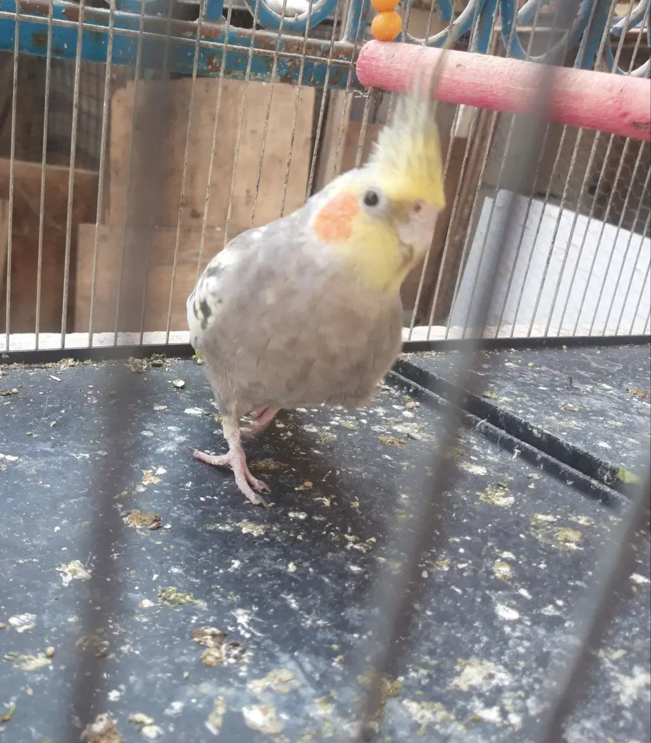 طوطی عروس هلندی|پرنده|آمل, |دیوار