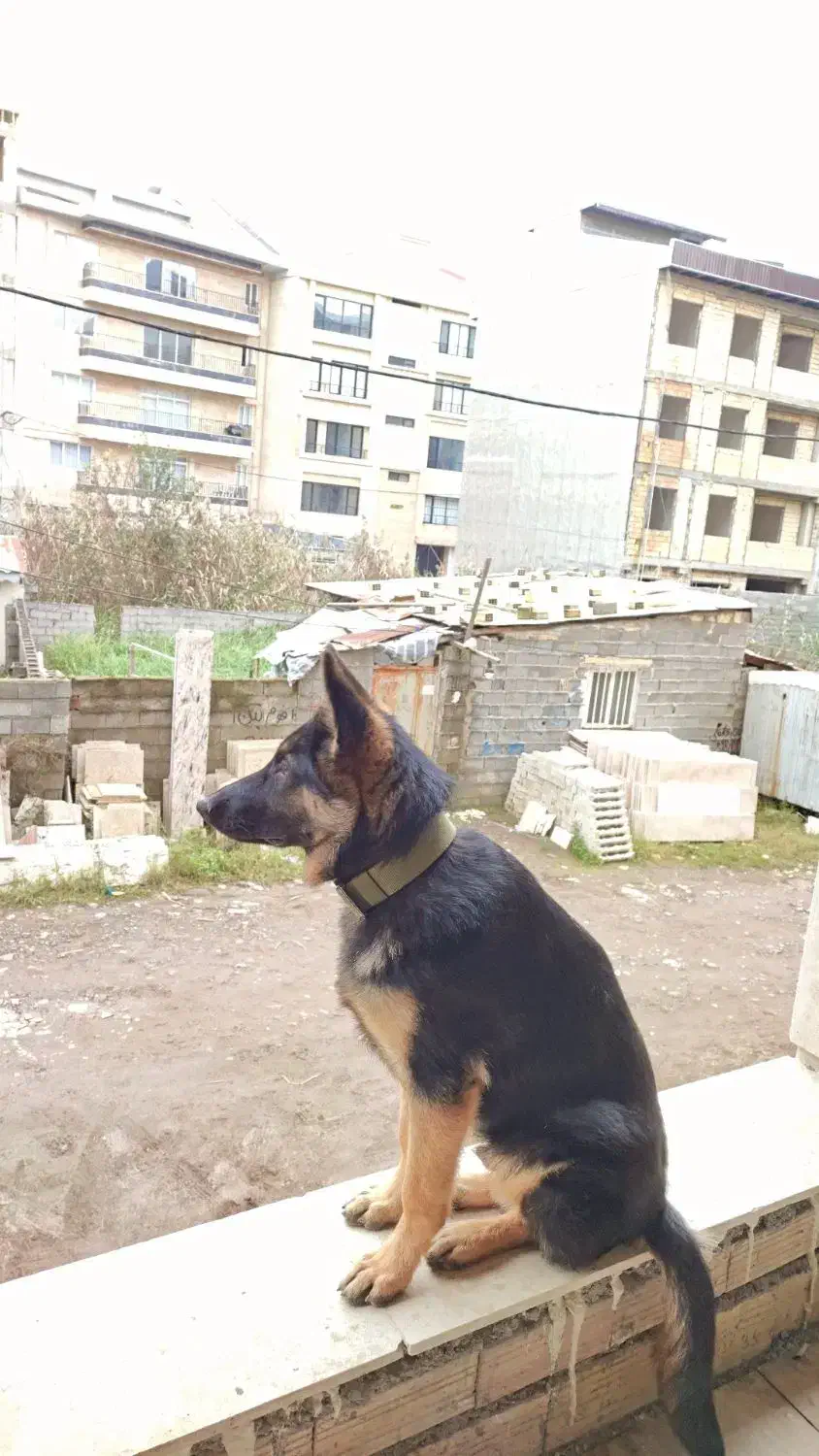 سگ گمشده|حیوانات|رشت, دیلمان|دیوار