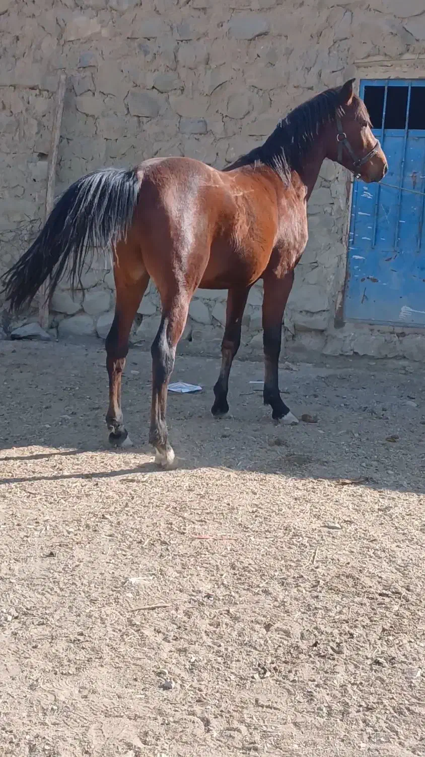 اسب کرد|اسب و تجهیزات اسب‌سواری|بجنورد, |دیوار