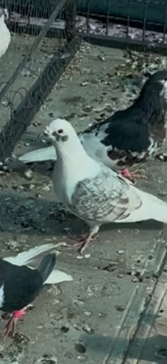 کبوتر|پرنده|مه ولات, |دیوار