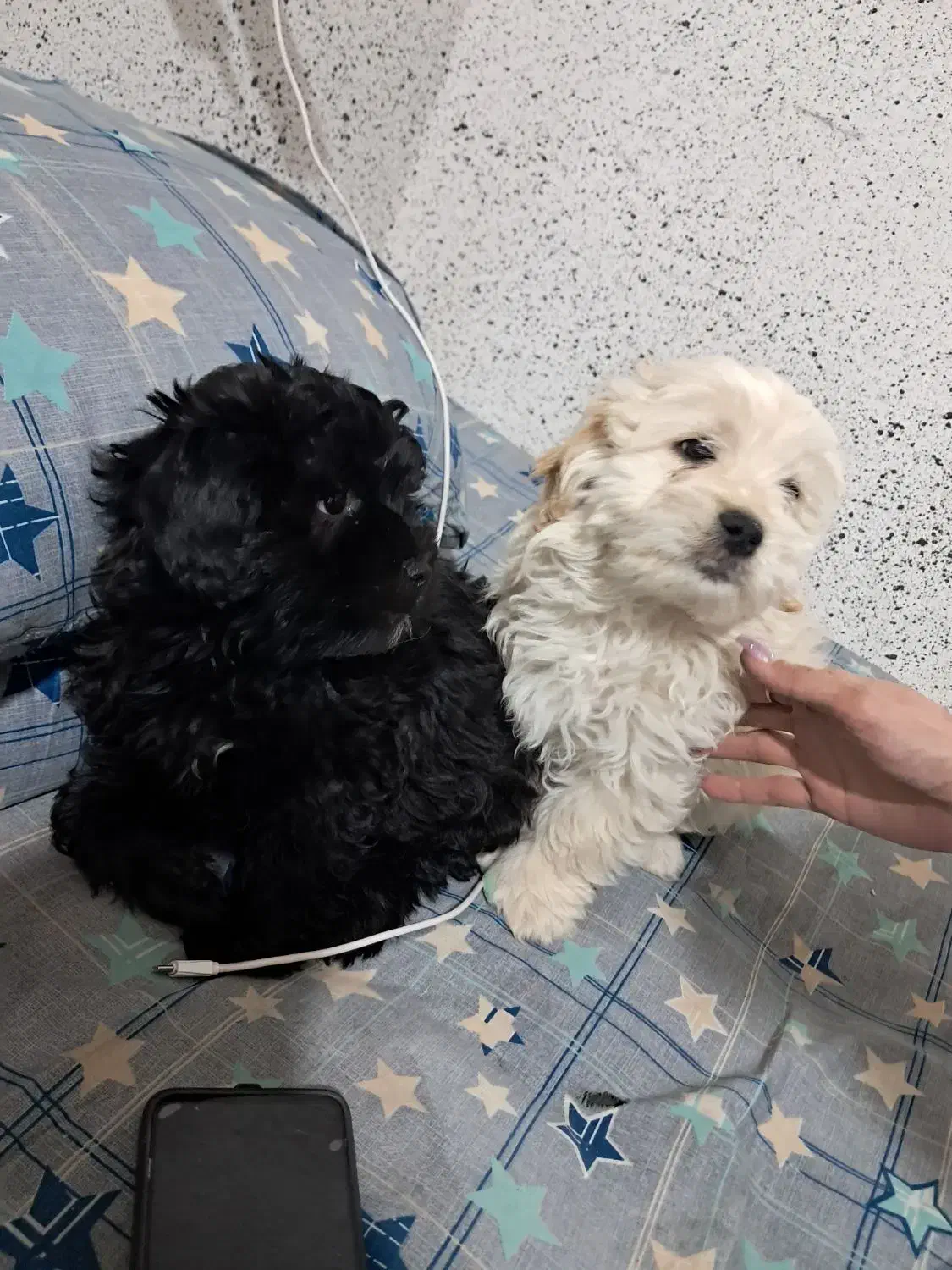 سگ تریر پاکوتاه|سگ|شیراز, دارالرحمه|دیوار