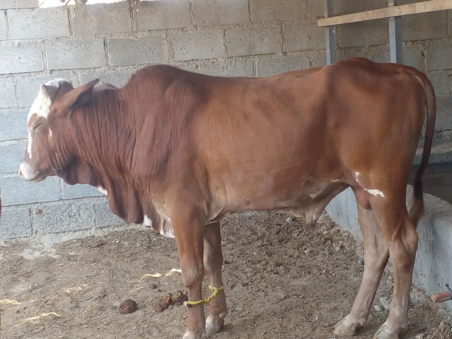 نرگاو بزرگ برای کشتار چاق و تمیز سرحال|حیوانات مزرعه|سیریک, |دیوار