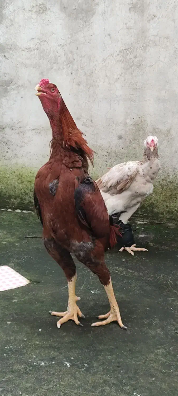 لاری|حیوانات مزرعه|آستارا, |دیوار