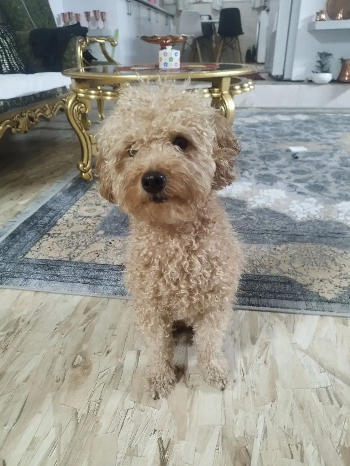 سگ پودل|سگ|مشهد, هنرور|دیوار