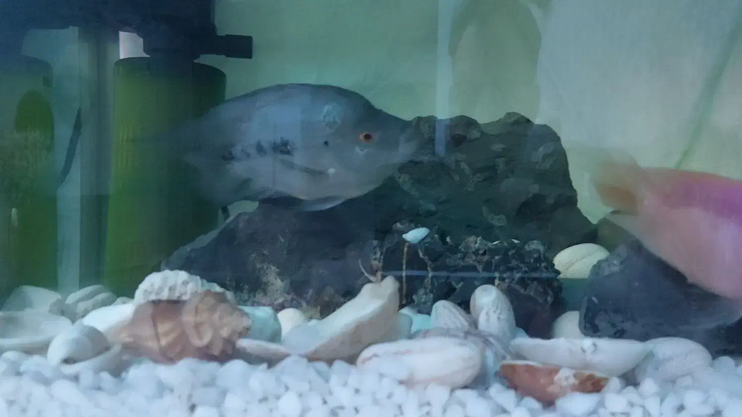 فلاور باکس نر مست فروش یا معاوضه|ماهی|تهران, ابوذر|دیوار