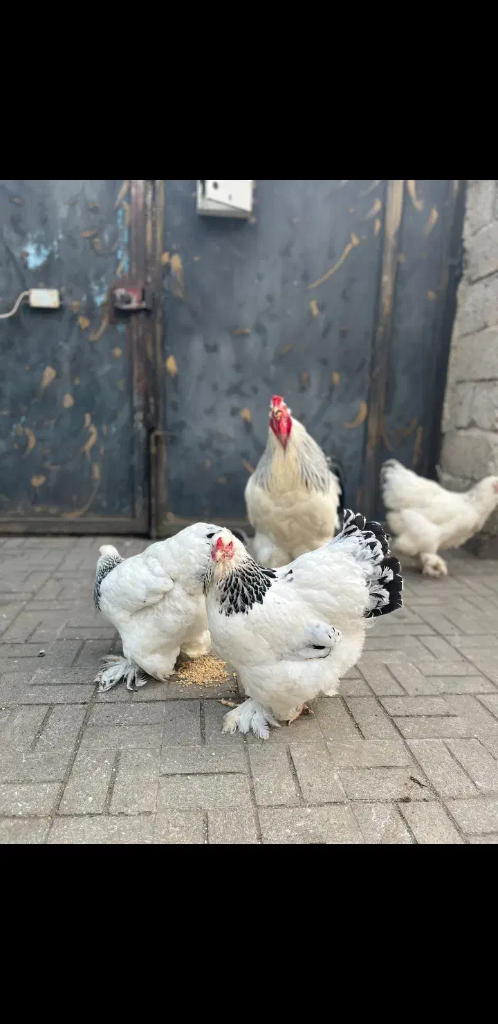 تخم نطفه دار برهما لایت اصیل|حیوانات مزرعه|رودسر, |دیوار