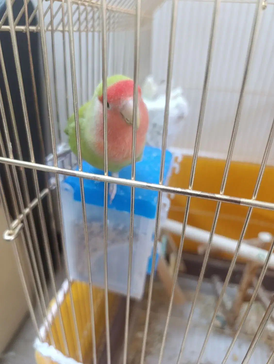 کوتوله برزیلی|پرنده|اصفهان, کشاورزی|دیوار