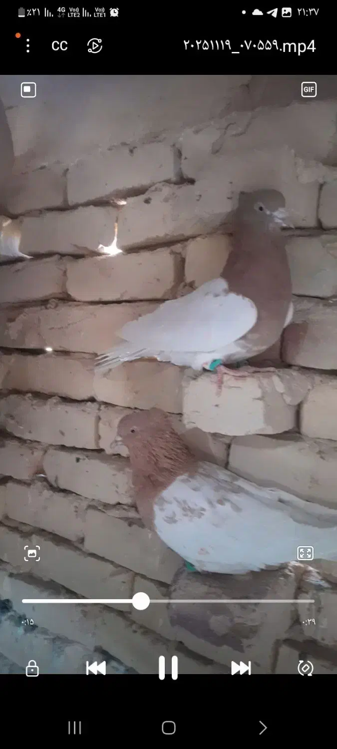 پرنده|پرنده|ششطراز, |دیوار