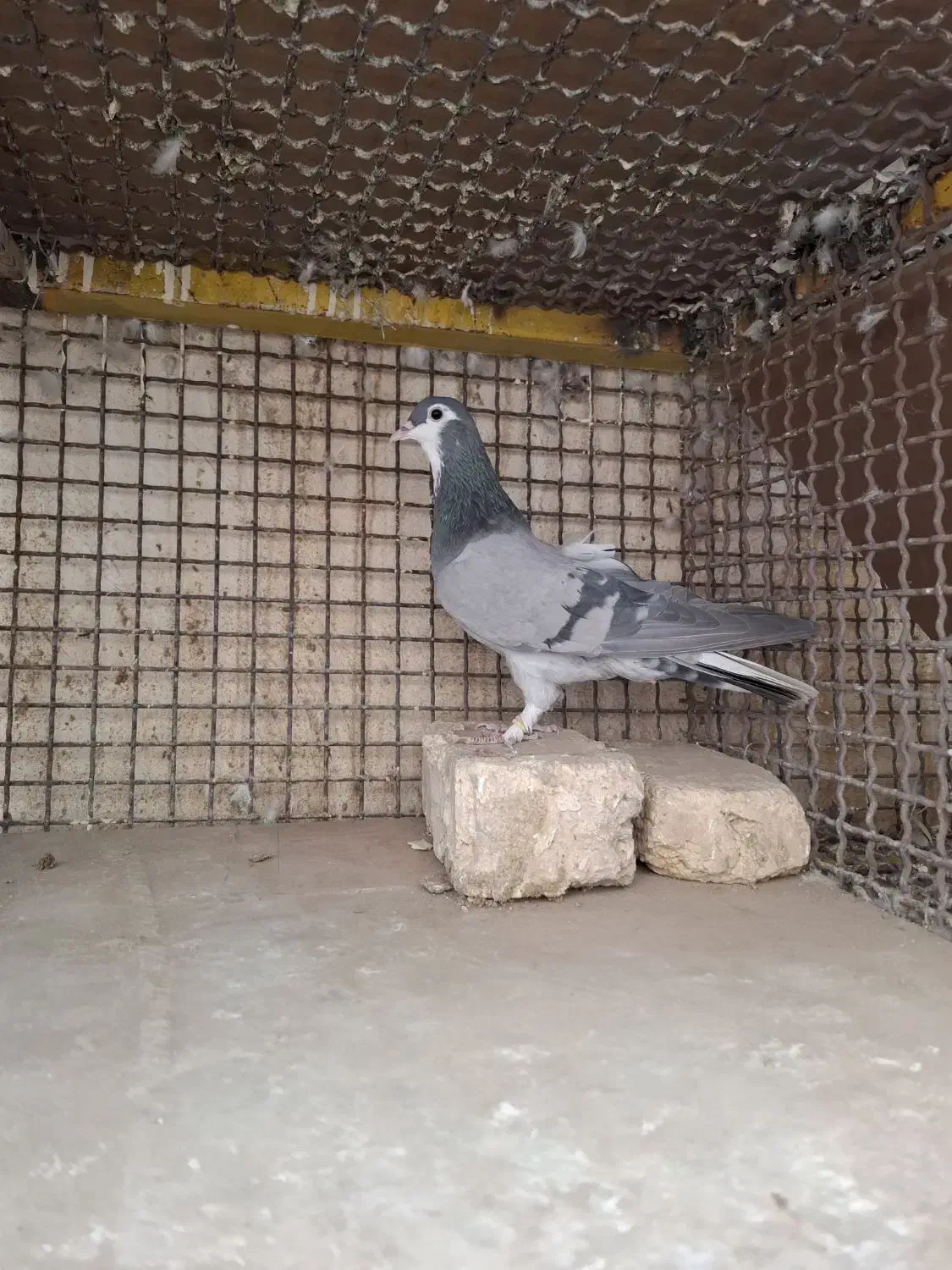 دمگیر|پرنده|خمینی‌شهر, |دیوار