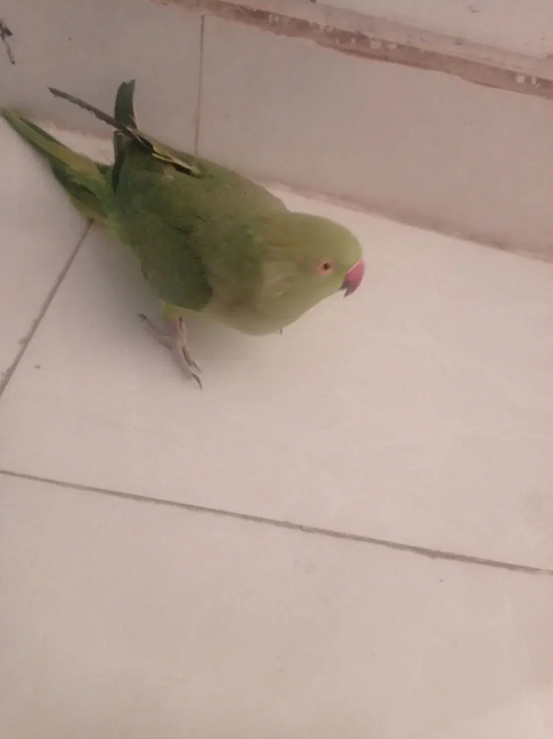 ملنگو سخن گو|پرنده|شهر بابک, |دیوار