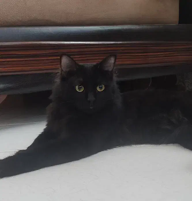 پیشی پشمالو سیاه.پرشین ایرانی.|گربه|کرمان, |دیوار