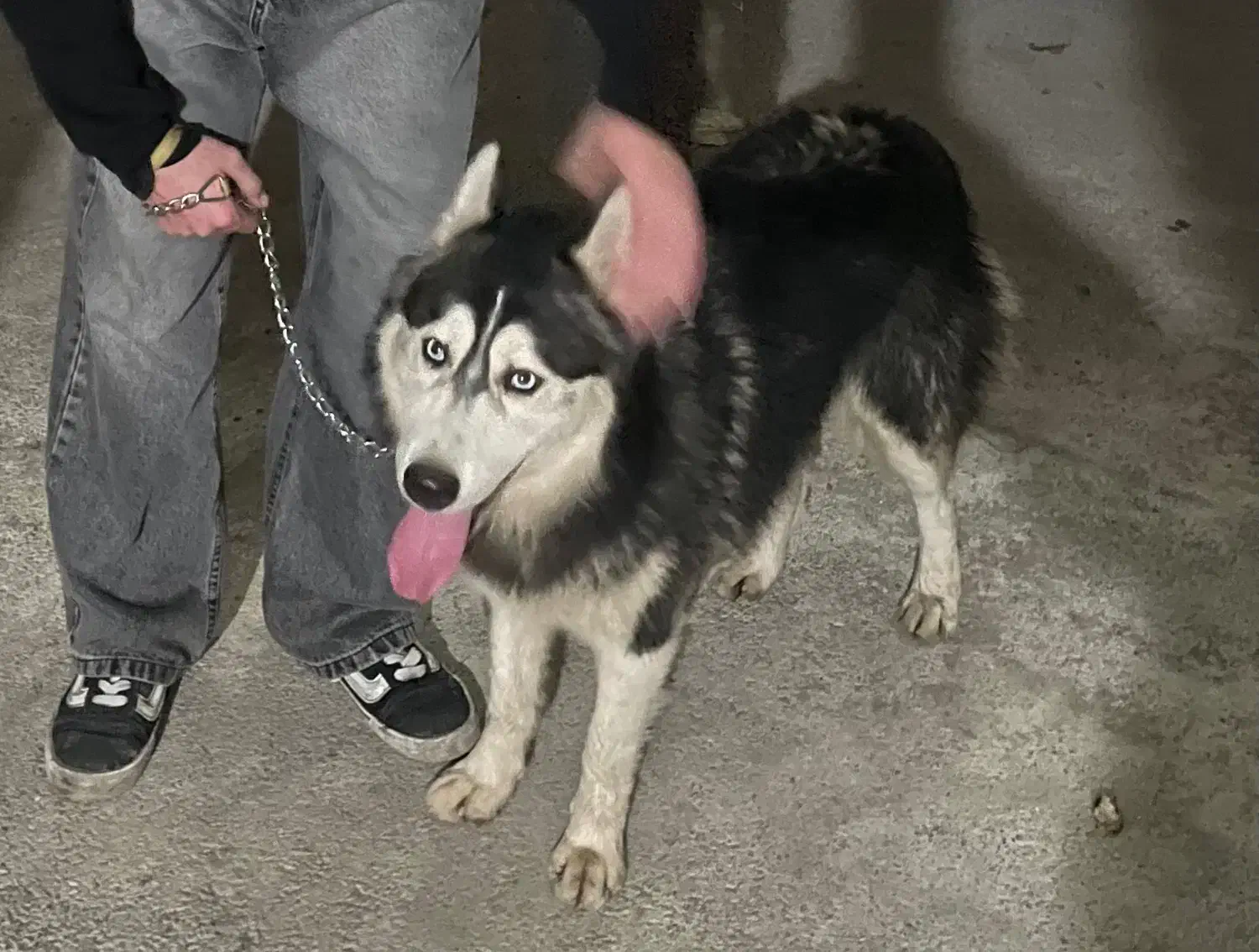 سگ هاسکی یک ساله|سگ|رشت, استقامت ۲|دیوار