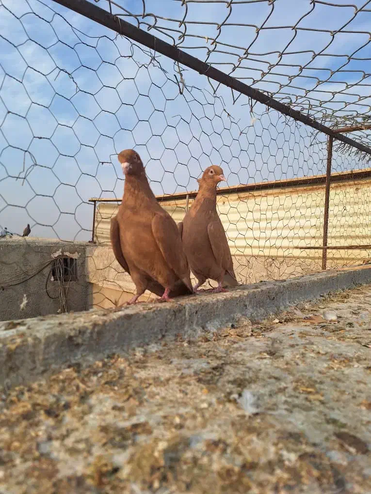 سلام فروش|پرنده|بهبهان, |دیوار