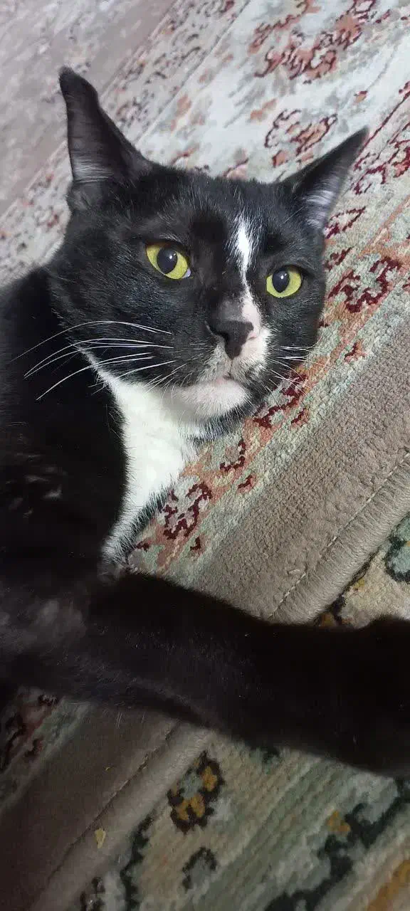 واگذاری گربه|گربه|مشهد, فاطمیه|دیوار