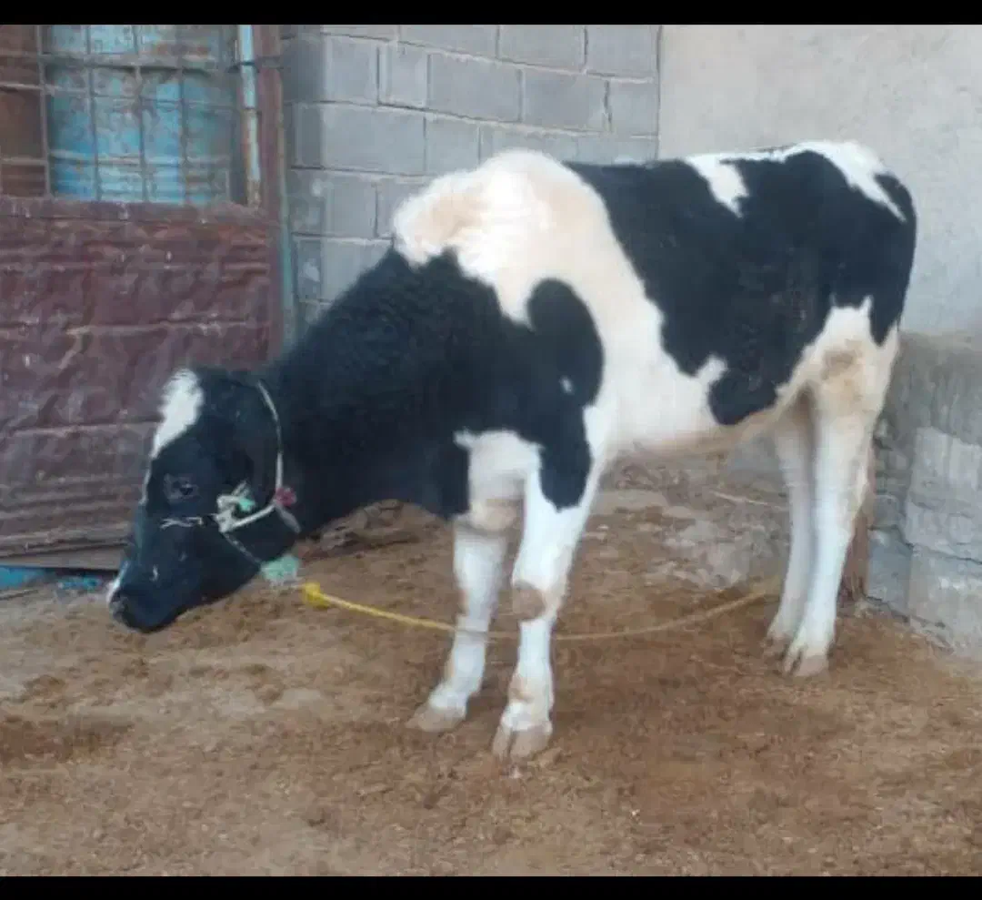 گوساله نر|حیوانات مزرعه|ارم, |دیوار