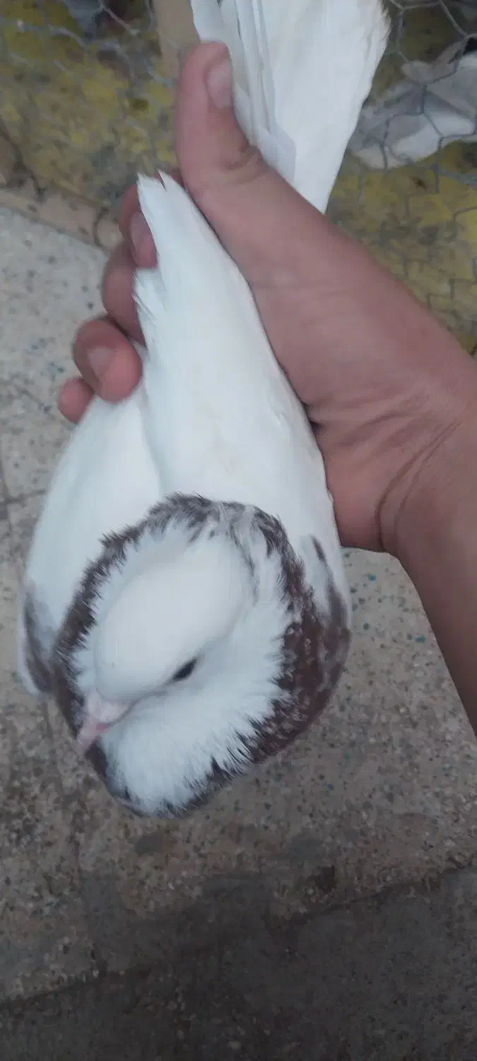 کبوتر|پرنده|خرمشهر, |دیوار