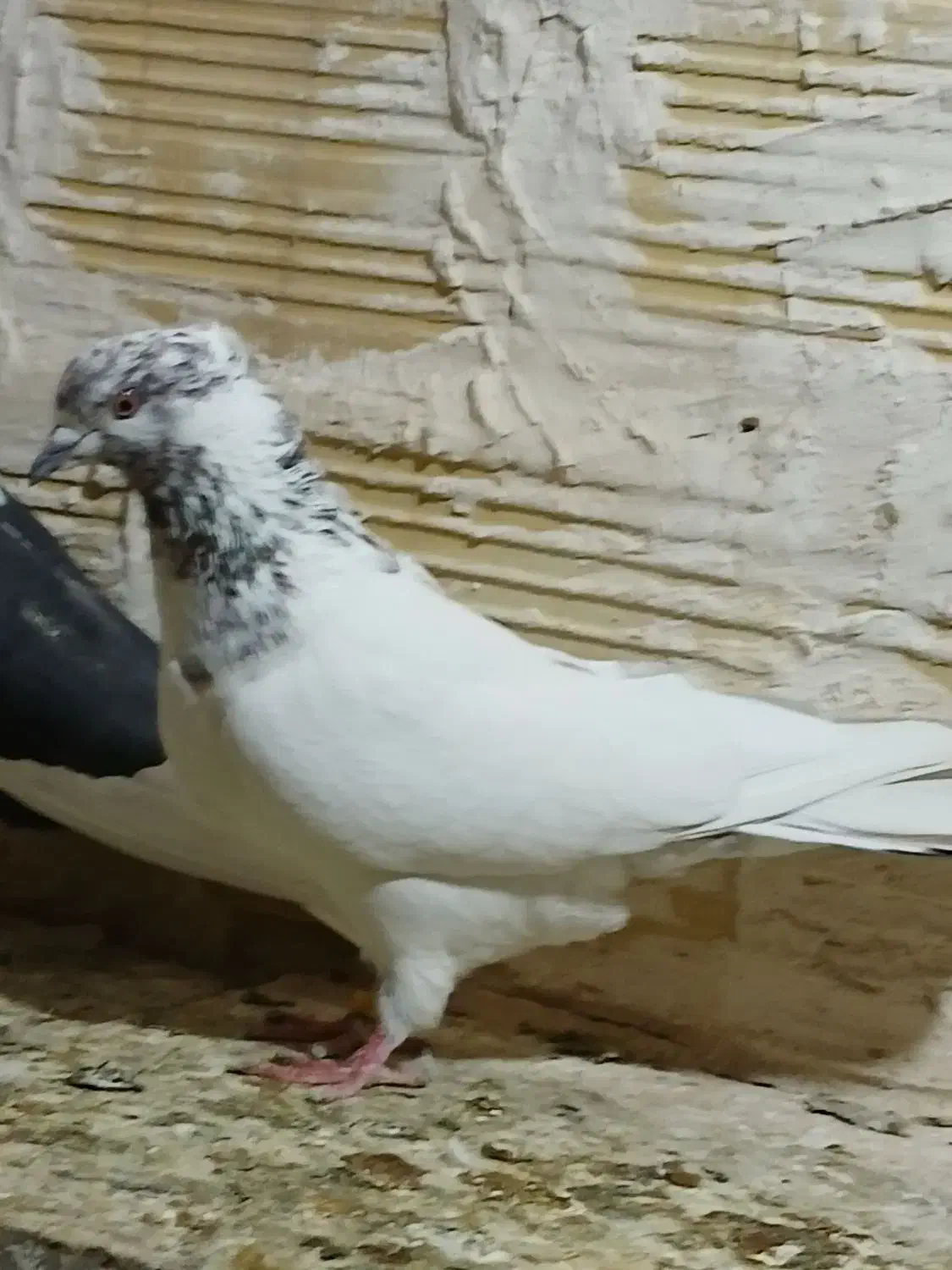 کفتر خوب|حیوانات|قم, نیروگاه|دیوار