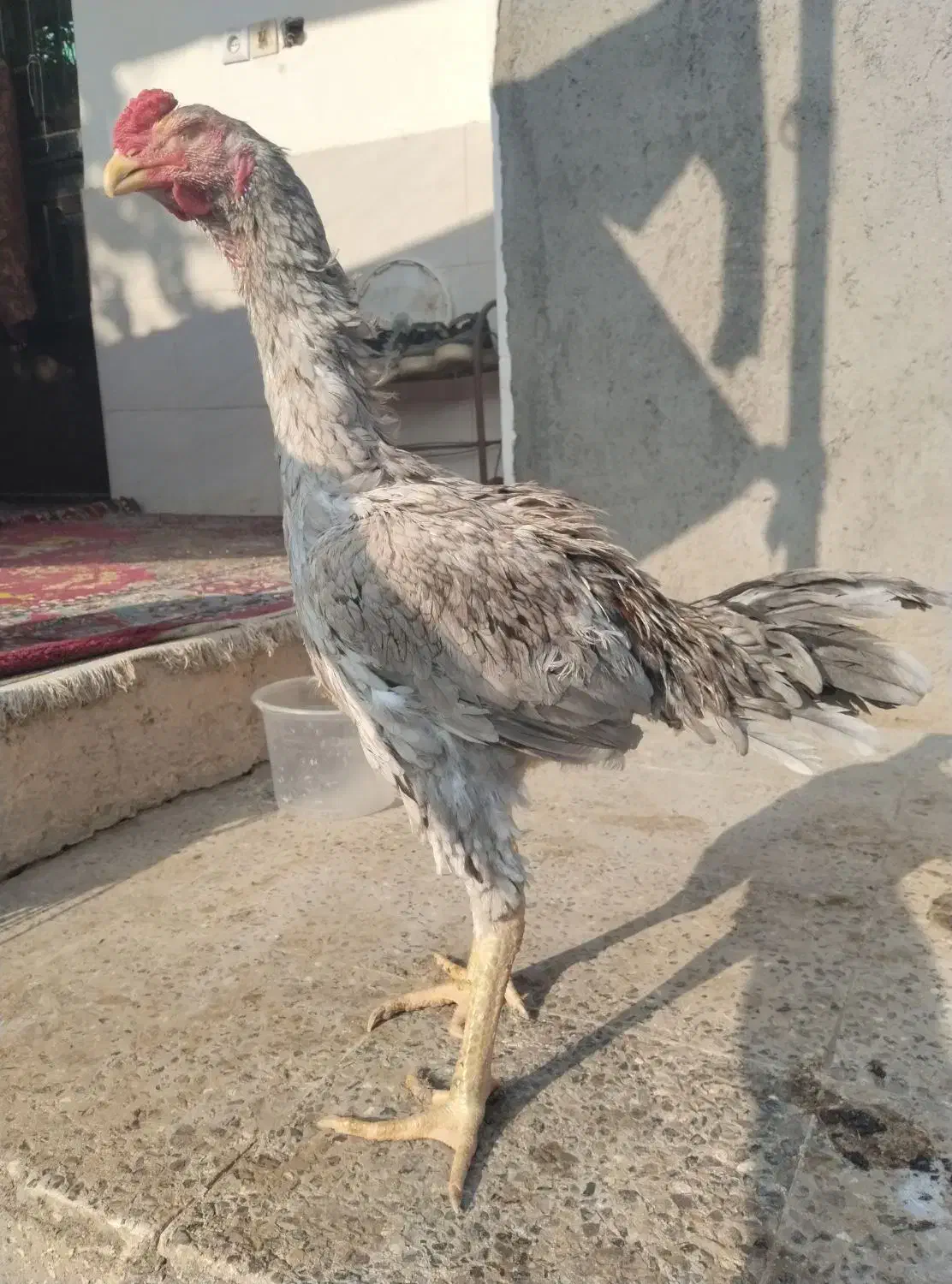 خروس لاری|حیوانات مزرعه|فاضل آباد, |دیوار