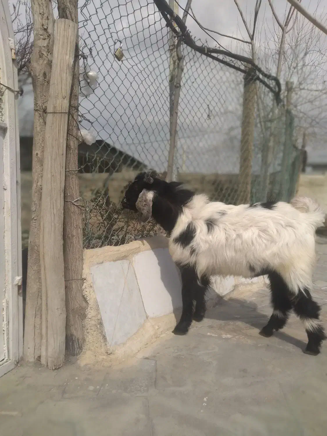 بز نر جوان|حیوانات مزرعه|دورود, |دیوار