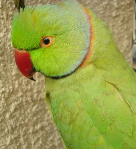 طوطی نر|پرنده|زنجان, |دیوار