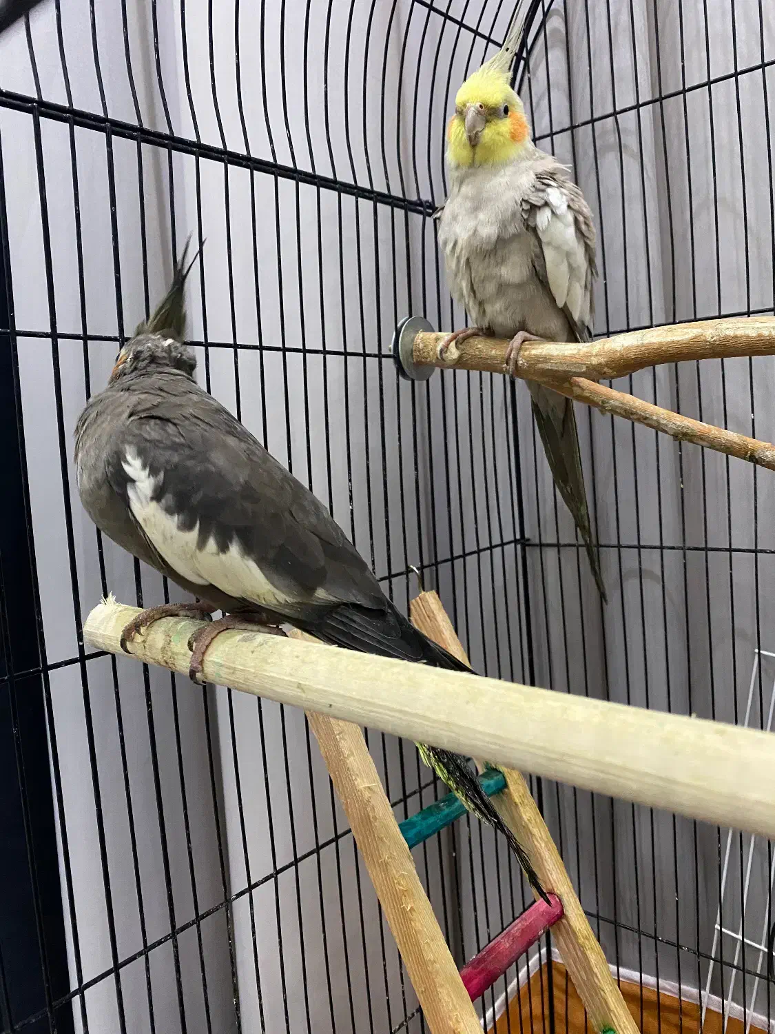 عروس هلندی جفت|پرنده|رشت, کوی مهر|دیوار