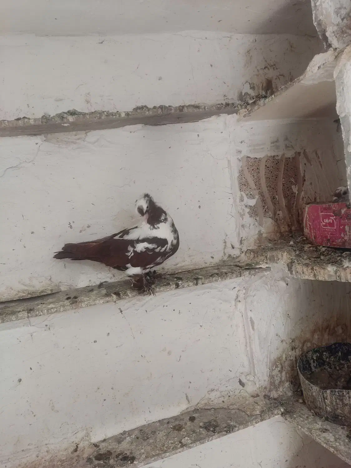 ککیلی جفت|پرنده|اردبیل, |دیوار