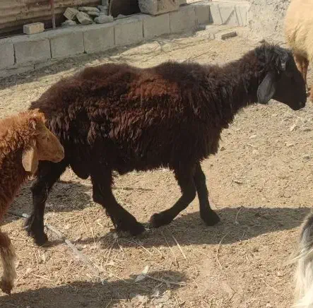 فروش قوچ ـ پازن ـ بز با کهره|حیوانات مزرعه|آبپخش, |دیوار