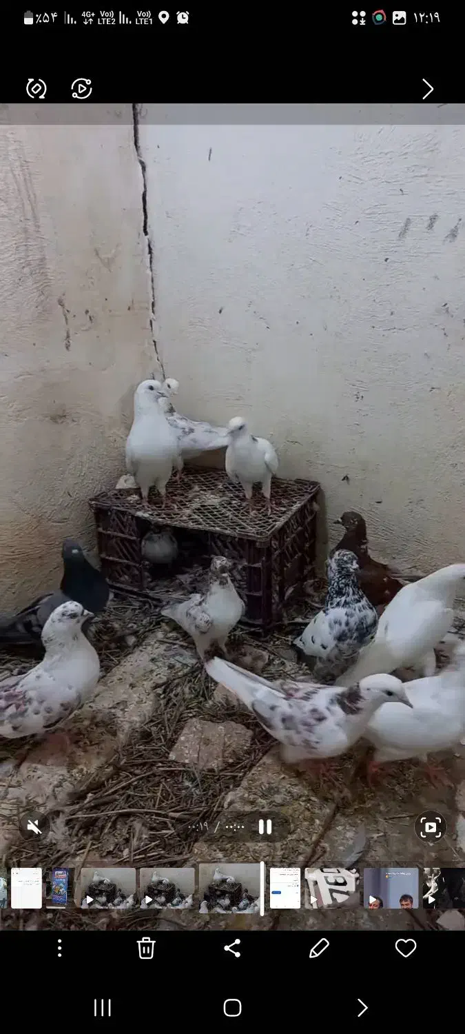 کفتر پرشی|پرنده|سلماس, |دیوار