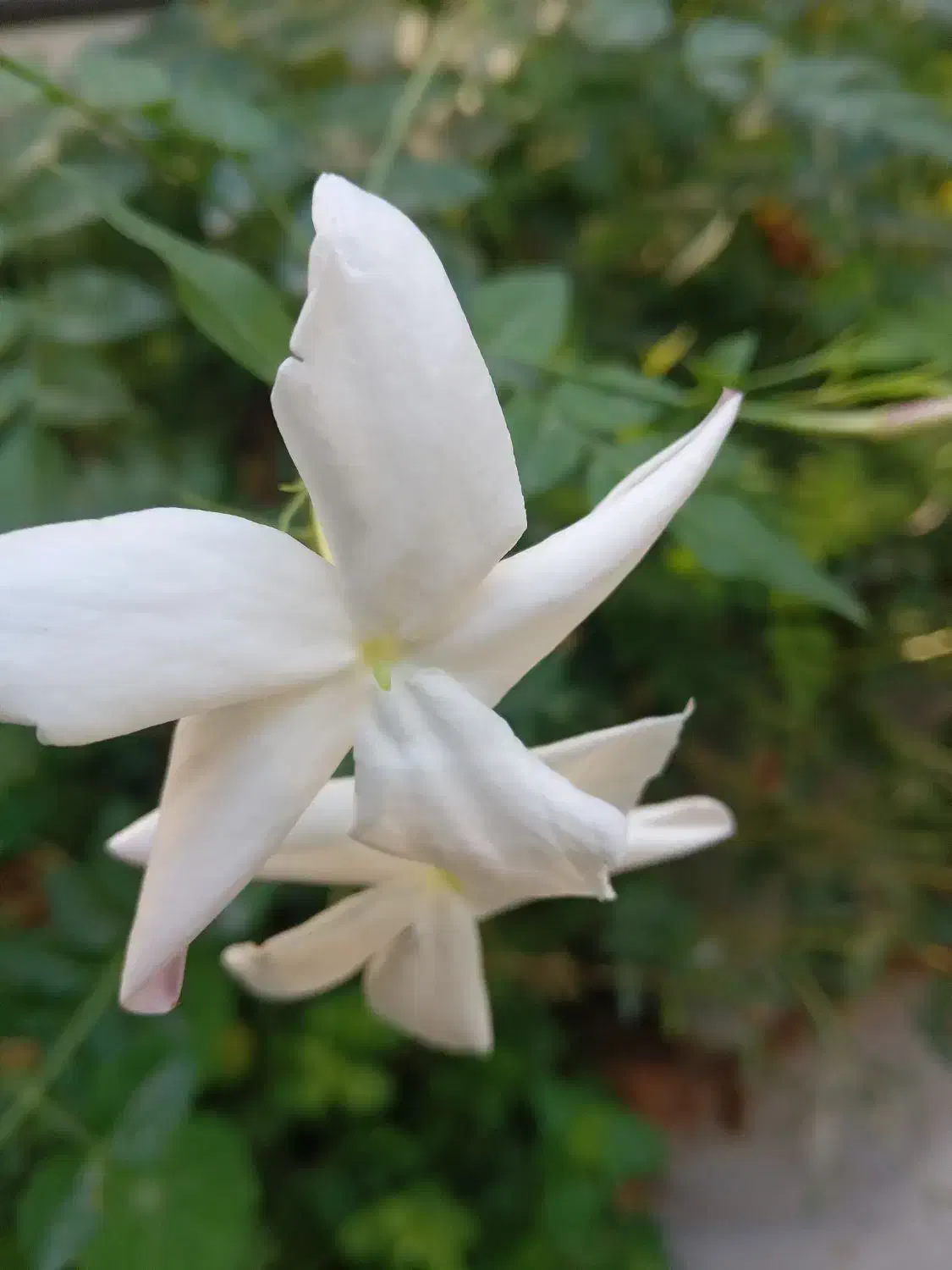 گل وگیاه یاس آبی ،زرد وسفیدخوشبو|گل و گیاه طبیعی|شیراز, شهرک والفجر|دیوار